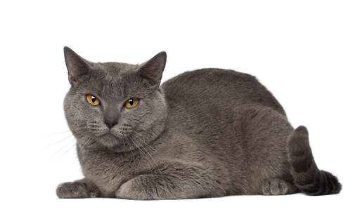 En plysbeklædt chartreux-kat, der ligger ned