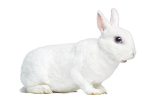 En mini rex kanin med en vidunderlig tyk hvid pels