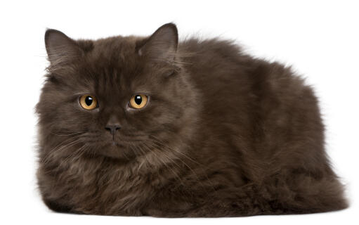 En britisk langhåret kat med en røgfarvet grå pels