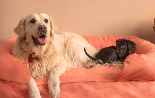 En stor hvid hund og en lille sort hund på en stor lyserød seng med 42 puder