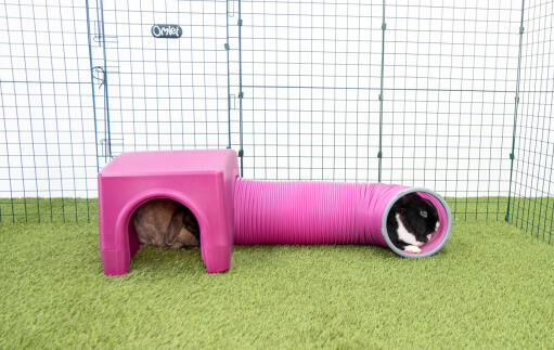 Kaniner i lilla Zippi shelter og legetunnel
