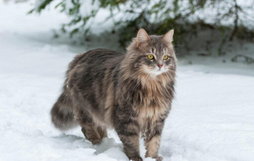 Sibirisk kat ude i naturen Snow