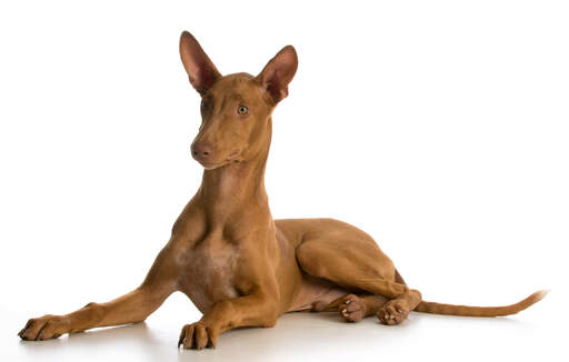 En GorGeous hanaraohhund af hankøn, der ligger ned med sine smukke ører spidse