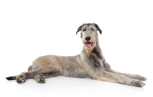 En dejlig, grå irsk ulvehund med et skær af lysebrunt