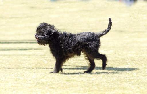 En lille, skrabet affenpinscher, der nyder en gåtur