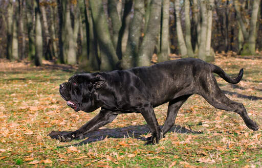 En neapolitansk mastiff's utroligt lange og stærke krop