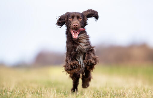 Field-spaniel-running