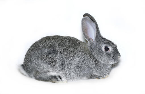 Chinchilla kanin mod hvid baggrund