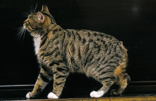 Tabby manx kat sideprofil mod en mørk baggrund
