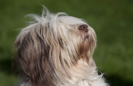 Et nærbillede af en polsk lavlandshyrdehunds smukke lille næse
