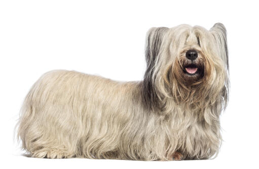 En skye terrier med en utrolig lang, hvid pels