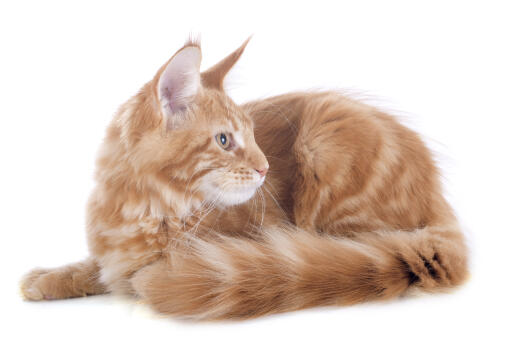 En smuk ginger tabby turkish enGora