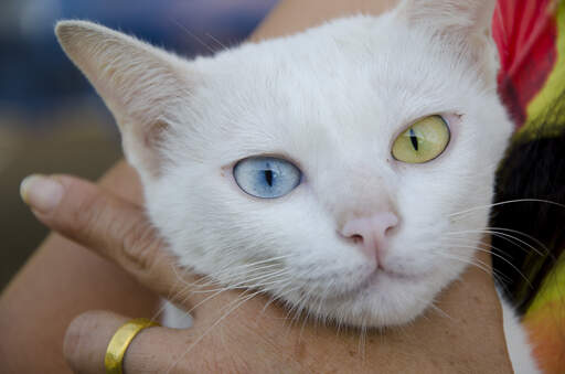 En smuk khao manee kat med et gult øje og et blåt øje