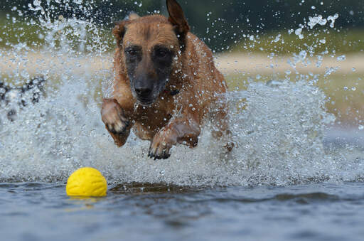 En kraftig belgisk hyrdehund (malinois), der plasker i vandet