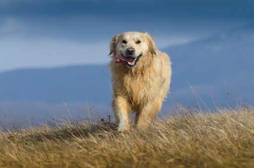 En våd Golden retriever nyder lidt motion udenfor