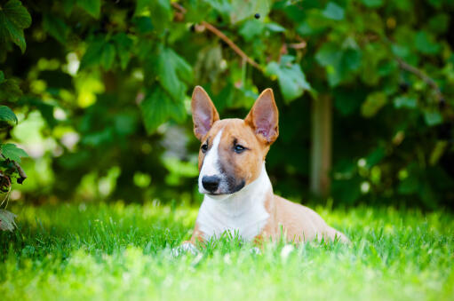 En sund, lille, sund miniature bullterrier, der ligger i græsset og nyder solen