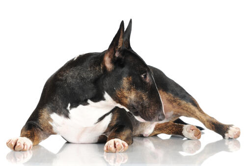 En sund miniature bullterrier, der viser sin dejlige, tykke pels frem