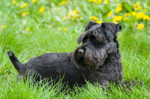 En smuk, sort miniature schnauzer ligger i græsset