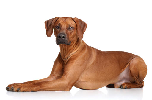 Til meditation makeup svale Rhodesian Ridgeback hund | Dog Breeds