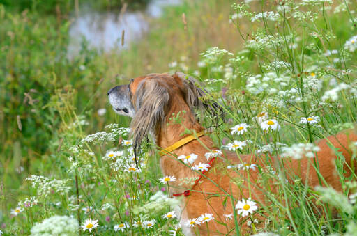 En saluki, der stikker hovedet op af det lange græs