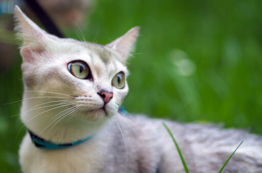 Ung burmilla kat i græsset