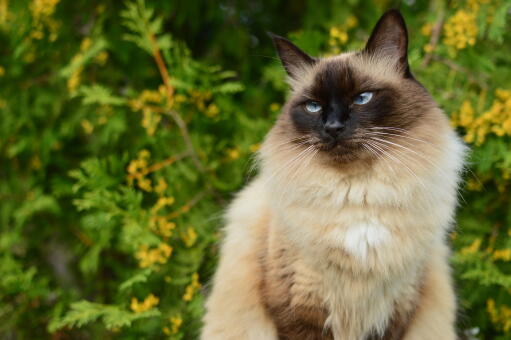 Smuk balinesisk kat med buske i baggrunden