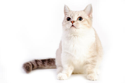 En munchkin kat med en tabby hale