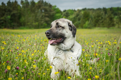 En sund, voksen anatolsk hyrdehund, der ligger i græsset