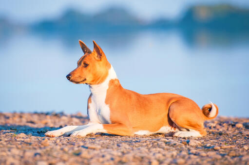 En ung, brun basenji, der ligger pænt på klipperne