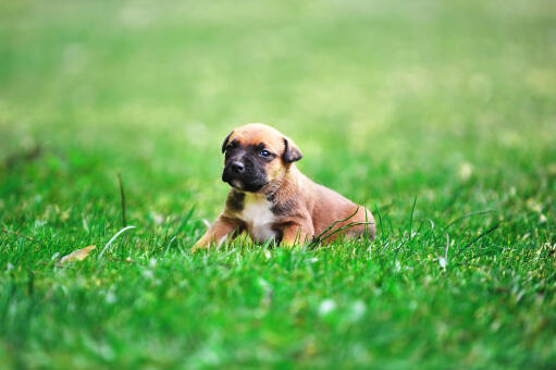 En meget sød belgisk hyrdehund (malinois) hvalp på græs