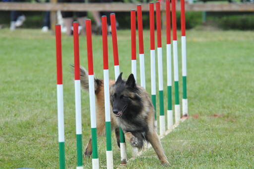 En adræt belgisk hyrdehund (tervueren) på en agility-bane