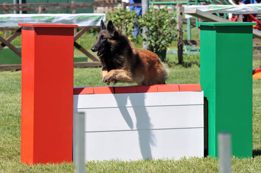 En adræt belgisk hyrdehund (tervueren), der hopper over en hurdle