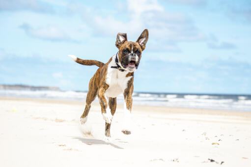 En glad bokser, der hopper op ad stranden