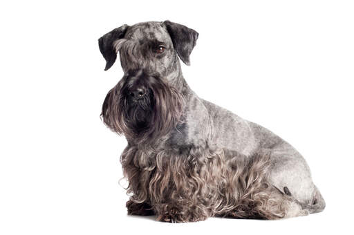 En voksen cesky terrier med en smukt plejet grå og sort pels
