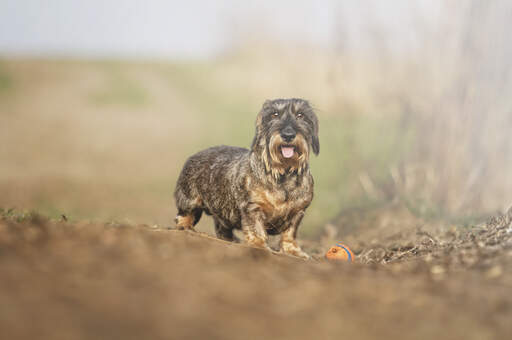 En vidunderlig, lille gravhund, der leger udenfor