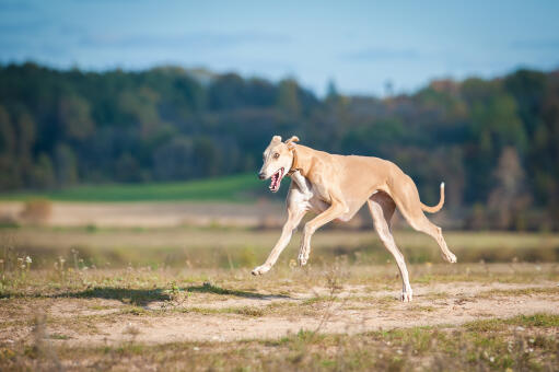 En smuk voksen greyhound med strakt krop