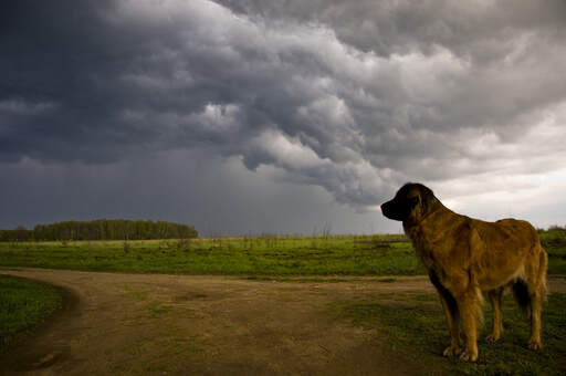 En leonberger, der står oprejst og viser sin muskuløse fysik frem