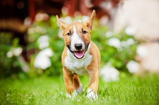 En dejlig, ung, voksen miniature bullterrier med en smuk, blød pels