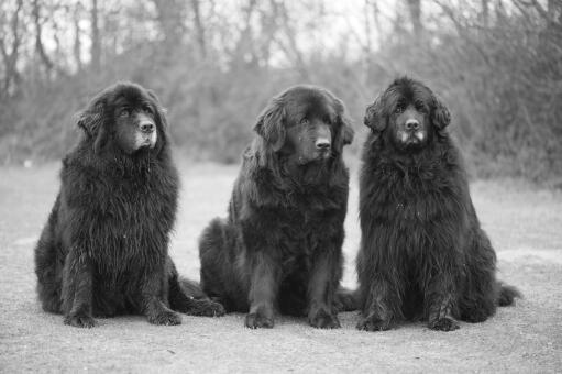 Tre voksne newfoundlands, der sidder tålmodigt sammen