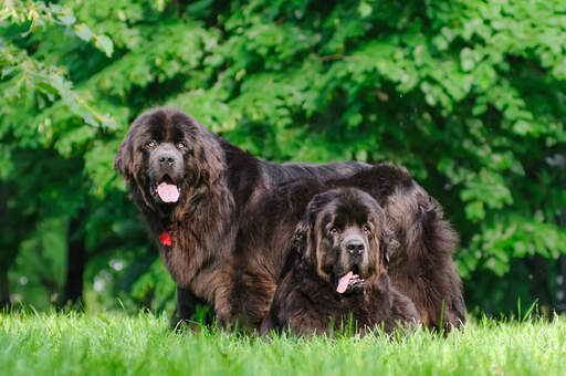 To vidunderlige voksne newfoundlands, der hviler i græsset sammen