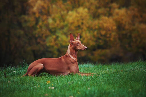 En vidunderlig voksen faraohund, der hviler sig og ligger pænt i græsset