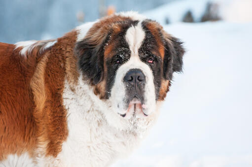 moden spørgeskema Regnbue Sankt Bernards hund | Dog Breeds