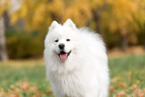 En samoyeds vidunderlige, spidse ører