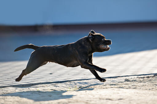 En sund staffordshire bull terrier hun, der løber i fuld fart