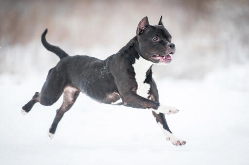 En muskuløs staffordshire bullterrier, der springer gennem Snow