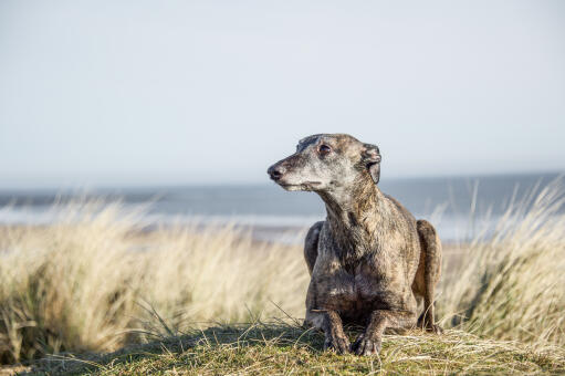 En moden, voksen whippet, der ligger pænt på klitterne