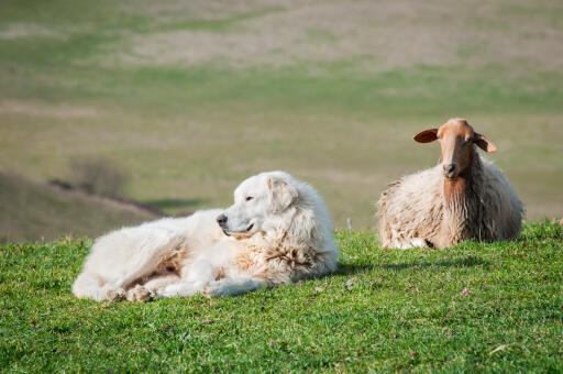 Maremma-sheepdog-sheep-sheep