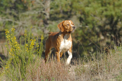 Portuguese-pointer-in-field