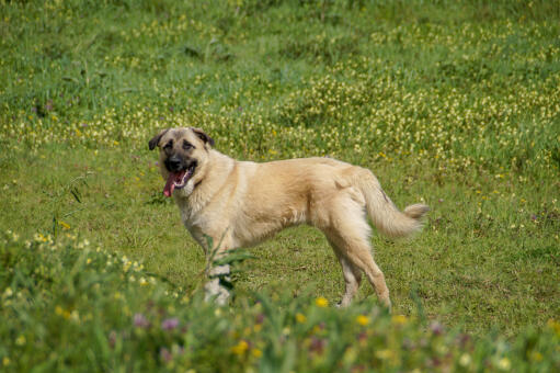 Tyrkisk-kangal-felt