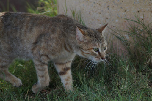 Arabisk mau kat på jagt i græsset